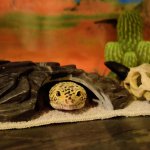 v_comfy.jpg v_comfy.jpg