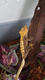 20151029_115128_001.jpg 20151029_115128_001.jpg