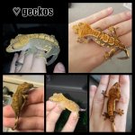 PhotoGrid_1446844903042.jpg PhotoGrid_1446844903042.jpg