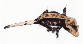 Crested Gecko 1.jpg