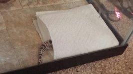 scooter_towel.jpg scooter_towel.jpg