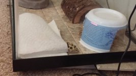 scooter sleeping.jpg scooter sleeping.jpg