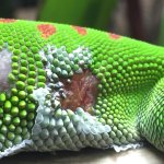 Gecko wound1.jpg
