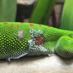 Gecko wound2.jpg