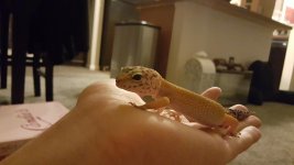 viola1.jpg viola1.jpg