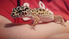 tumblr_nzt9z8G6O41qgmrgvo1_500.jpg tumblr_nzt9z8G6O41qgmrgvo1_500.jpg