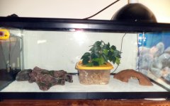 Apollo front before.jpg