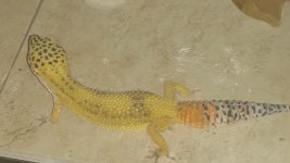 IMG_20160206_215547773.jpg IMG_20160206_215547773.jpg