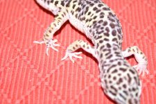 DSC04834.jpg DSC04834.jpg