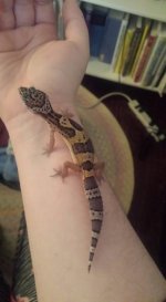 baby sal.jpg baby sal.jpg
