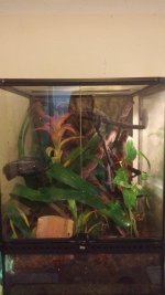 crested tank 1.jpg crested tank 1.jpg