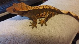 crested female 1.jpg crested female 1.jpg