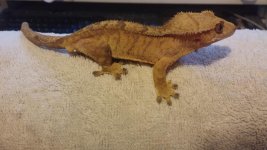 crested male 1.jpg crested male 1.jpg