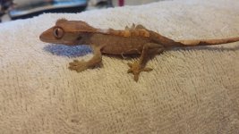 crested unknown 2.jpg crested unknown 2.jpg