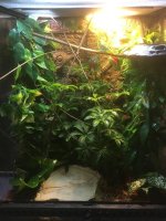 DayGecko_Viv.jpg