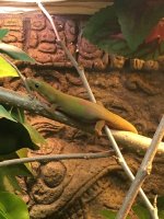 DayGecko_Female3.jpg DayGecko_Female3.jpg