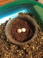 DayGeckoEggs2.jpg