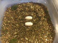 Eggs.jpg
