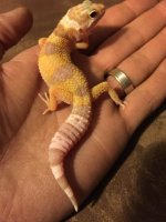 1stGecko.jpg