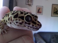 Yoshi-eye.jpg