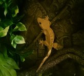 Loki (1).jpg