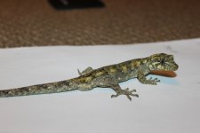 id gecko 028.jpg id gecko 028.jpg