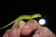 baby geckos 003.jpg