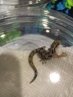 Mourning Gecko.jpg Mourning Gecko.jpg