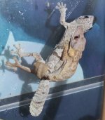 UroplatusCopulation.jpg UroplatusCopulation.jpg
