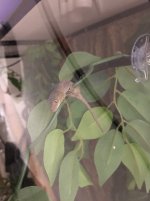 geckobaby.JPG geckobaby.JPG
