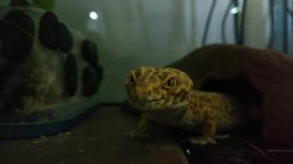 IMG_20161210_212205399.jpg IMG_20161210_212205399.jpg