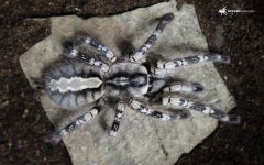 Poecilotheria-vittata.jpg Poecilotheria-vittata.jpg