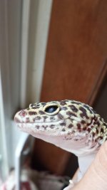 Giz(lefteye)Aug2016.jpg