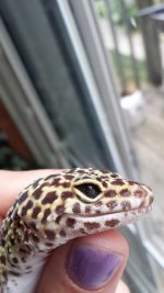 Giz(right eye)Aug2016.jpg Giz(right eye)Aug2016.jpg