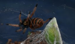 IMG_20170314_214057.jpg IMG_20170314_214057.jpg