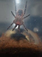 IMG_20170307_222825.jpg IMG_20170307_222825.jpg