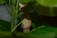 DSC_0072.jpg