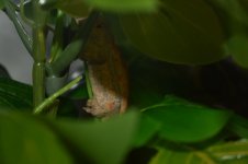DSC_0071.jpg