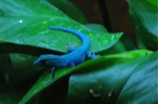 L.williamsiMale1.jpg