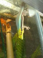 gravid fem klemmeri.jpg