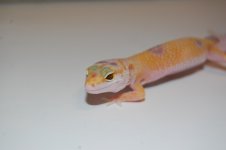DSC_0003.jpg