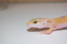 DSC_0004-1.jpg