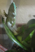 sitting gecko.jpg