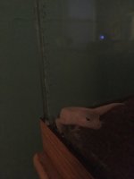 geckom.jpg