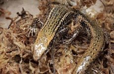 lizards-in-box-photo-390.jpg