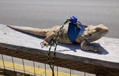 BuddySunning2a.jpg