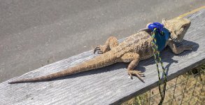 BuddySunning3a.jpg