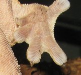clean paw.jpg