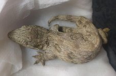 Leachie1b_a.jpg Leachie1b_a.jpg
