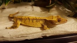 IMG_20170911_35618.jpg